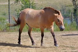 Download Przewalski horse, horse riding, used saddles for sale, draft horse saddles, eque